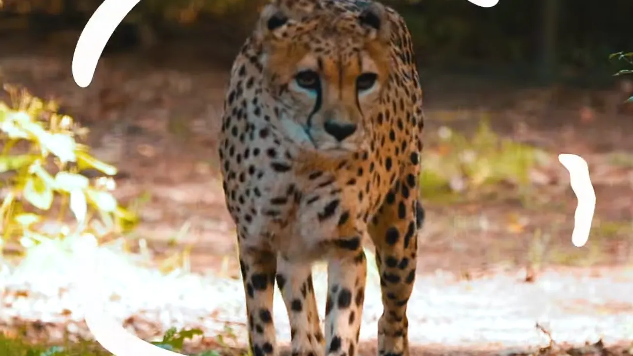 Standbild aus „Werbespot Zoo Rostock“ für Zoo Rostock