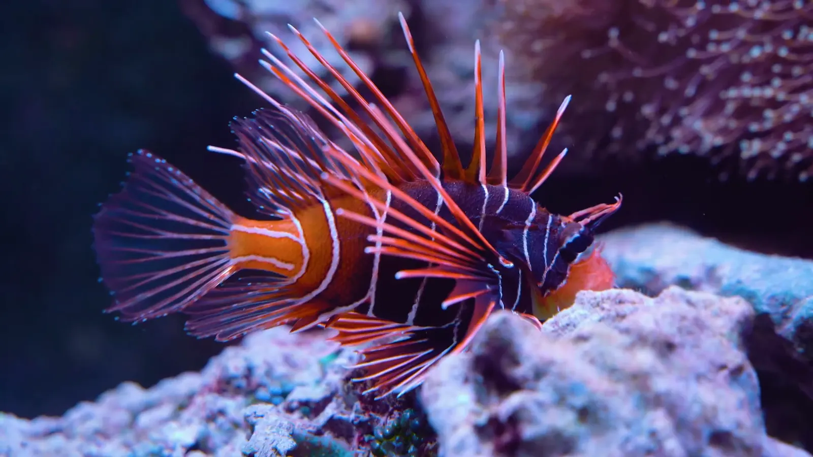 Standbild aus „Werbespot Polarium — Zoo Rostock“ — Werbespot für Zoo Rostock