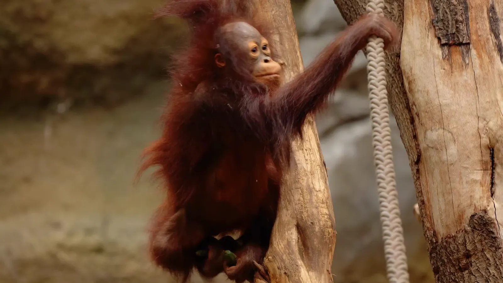 Standbild aus „Werbespot Darwineum — Zoo Rostock“ für Zoo Rostock