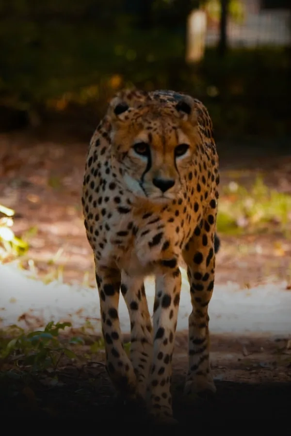 Filmplakat: Werbespot Zoo Rostock — Werbespot für Zoo Rostock