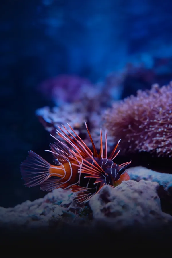 Filmplakat: Werbespot Polarium — Zoo Rostock — Werbespot für Zoo Rostock