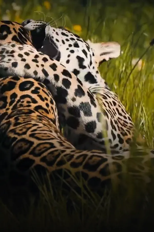 Filmplakat: Imagefilm Zoo Rostock — Imagefilm für Zoo Rostock