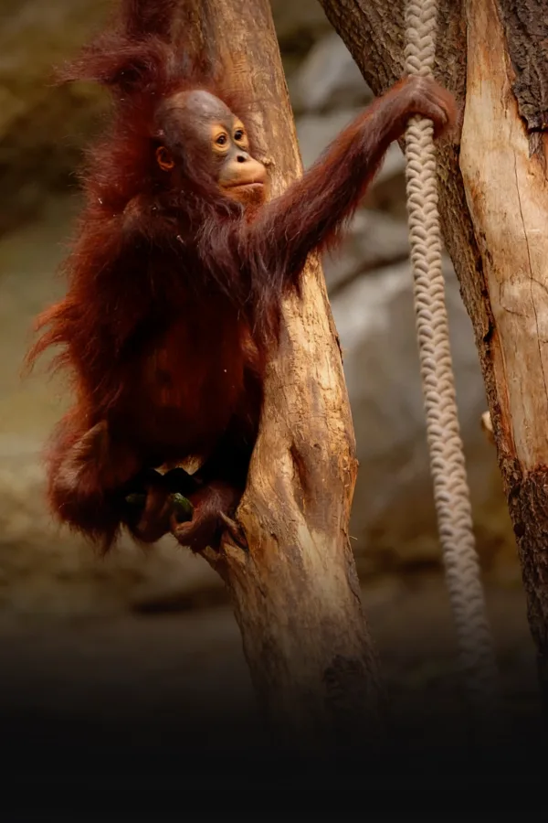 Filmplakat: Werbespot Darwineum — Zoo Rostock — Werbespot für Zoo Rostock